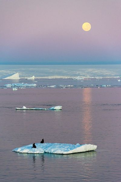Su, Keren 아티스트의 Moon over Antarctic Fur Seal on floating ice in South Atlantic Ocean-Antarctica작품입니다.
